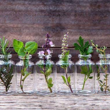 5 plante aromatice care cuceresc diminetile